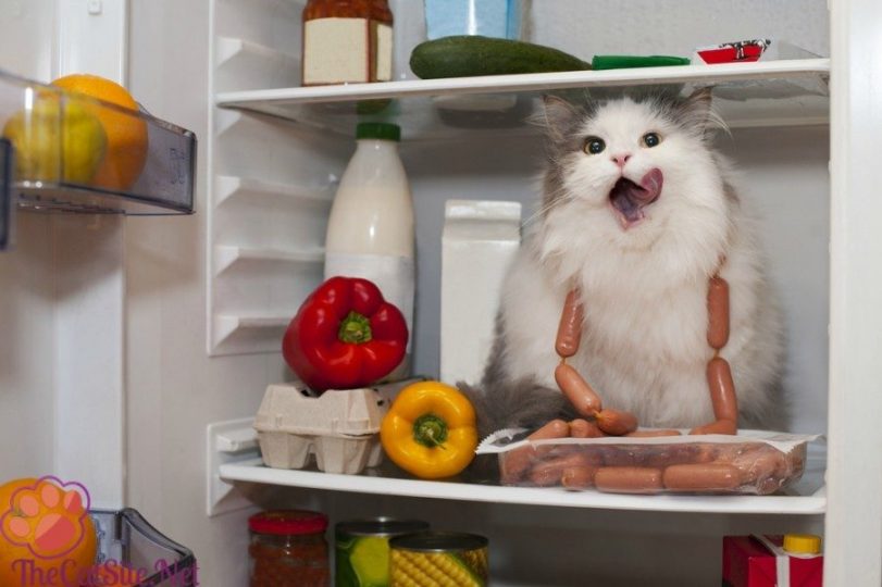 Cat stealing food