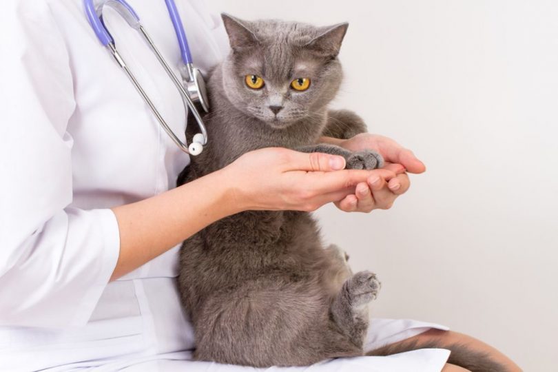 Vet with smokey grey cat