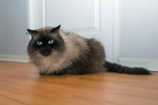 fluffy persian cat