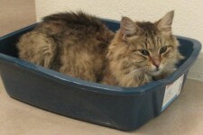 cat in plastic litter box