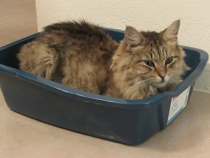 cat in plastic litter box