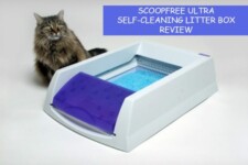 cat with litter box