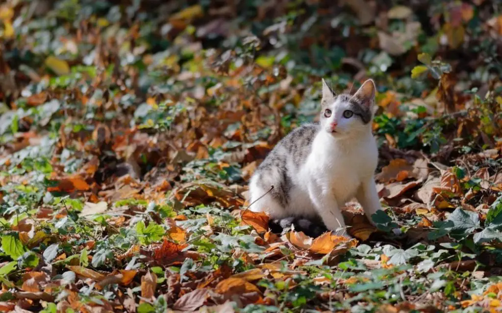 cat outdoors in leaf litter