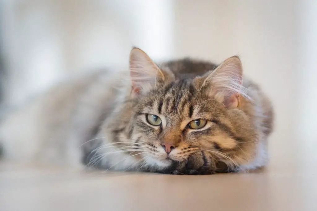 relaxed long haired cat