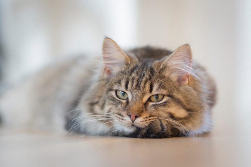 relaxed long haired cat