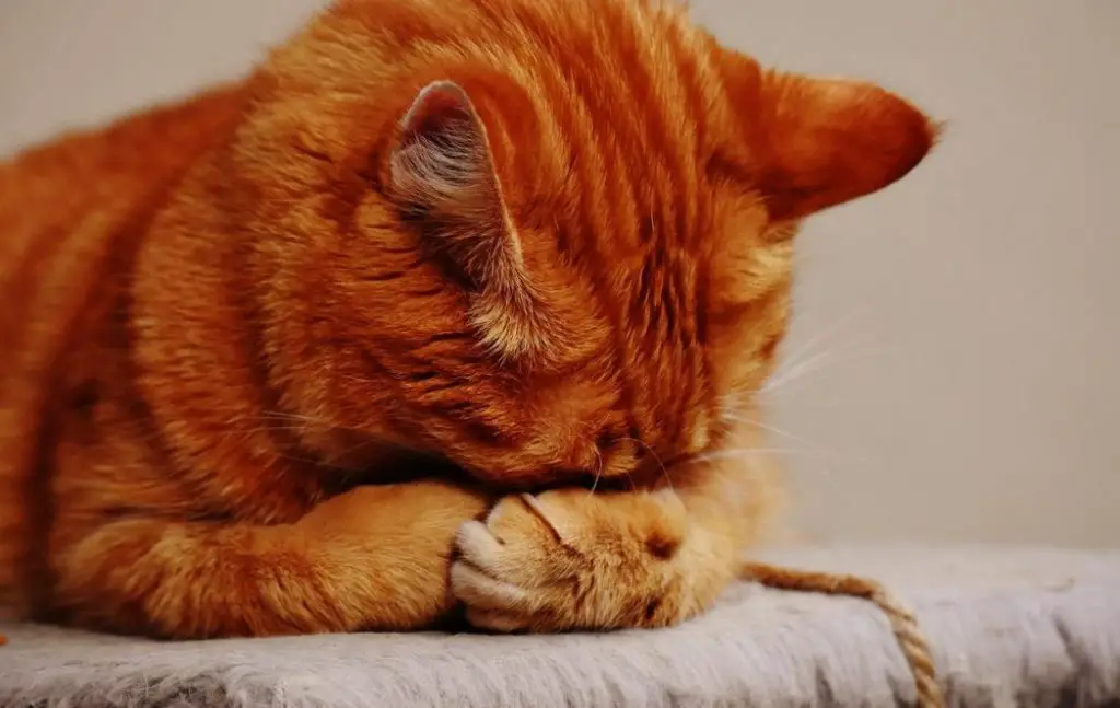 ginger cat with head in its paws