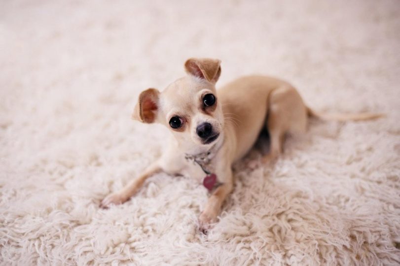 dog lying on carpet