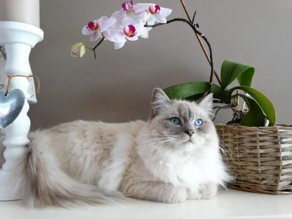 Female Cat with orchid