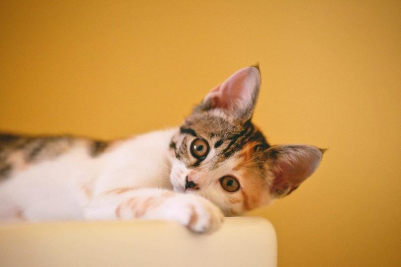 cute cat