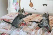 kittens playing on a bed