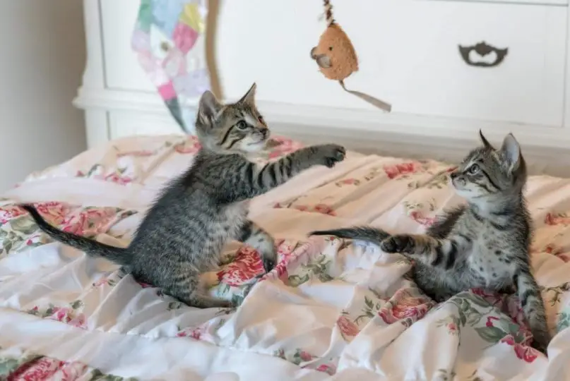 kittens playing on a bed