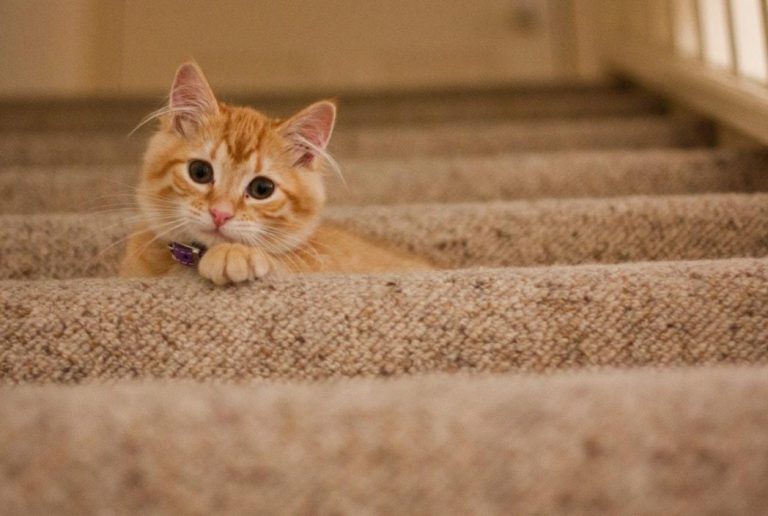5 Best Low Tracking Cat Litters (Plus Anti-Tracking Tips)