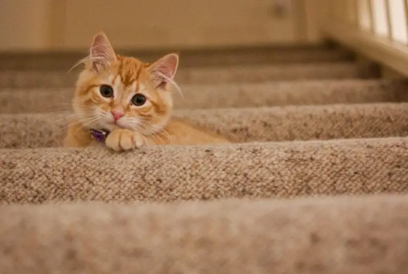 ginger kitty on stairs