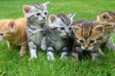 cute kittens in the grass