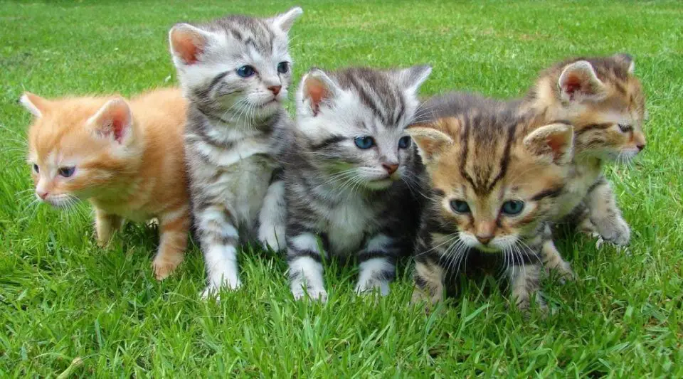 cute kittens in the grass