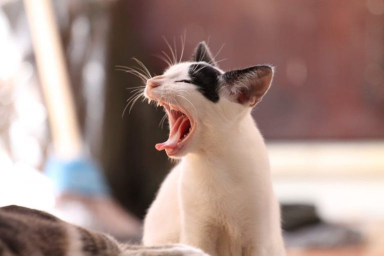 Cat Asthma: Triggers, Symptoms, & Treatment (Is it Fatal?)