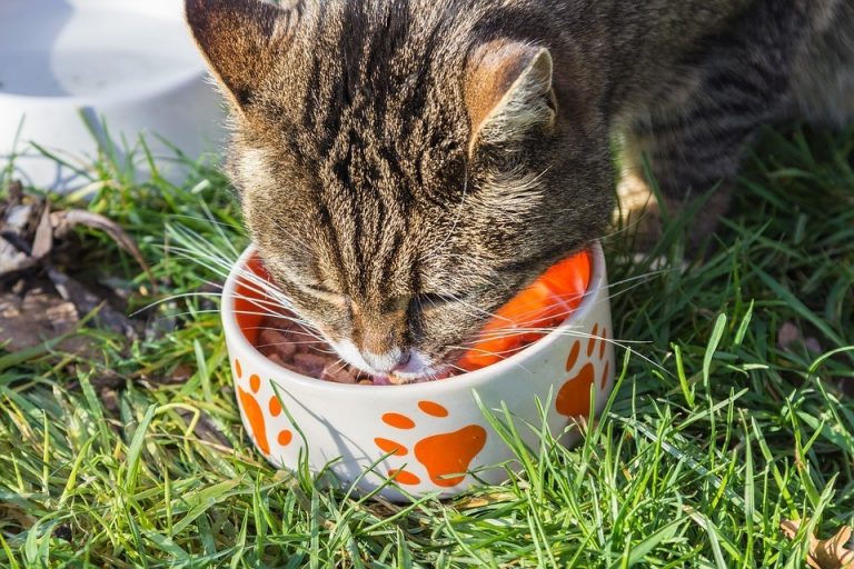 Authority Cat Food And Dental Treats (Reviews & Recalls)