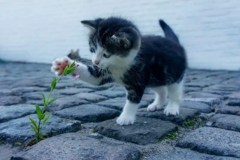 kitten playing with flower