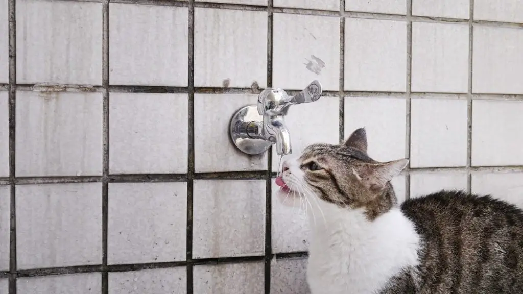 cat drinking from faucet