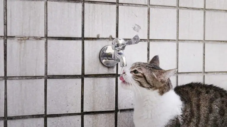 My Cat Won’t Drink Water (How To Entice Your Cat to Drink)