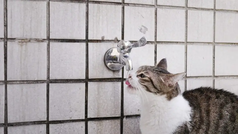 Cat Won’t Drink Water! How to Entice Her to Drink Enough Water