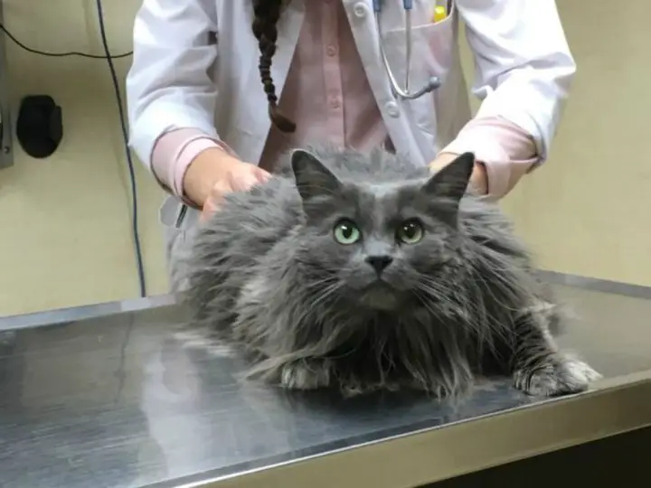 cat examined by vet