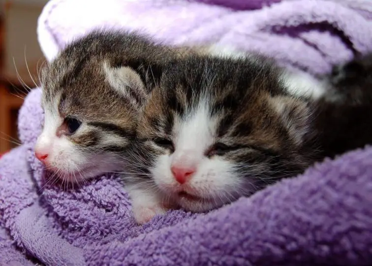 two tabby kittens