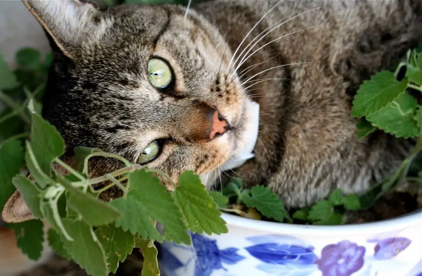 cat with catnip