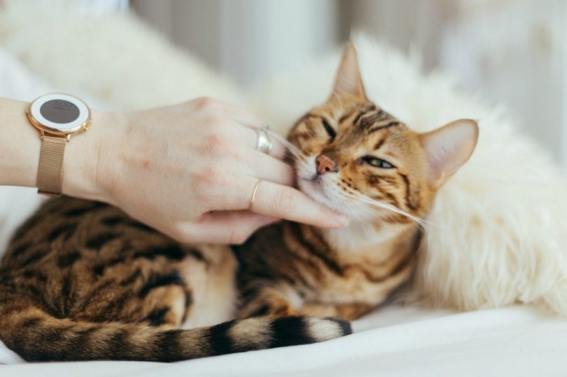 patting a cat