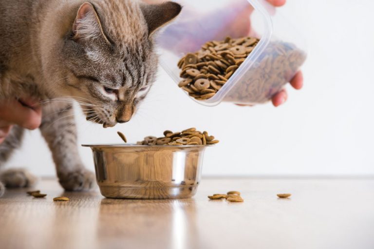Best High Fiber Cat Food (For Cats With Digestive Issues)