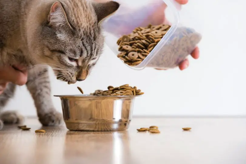 cat eating dry food