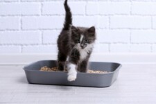 kitten in litter box