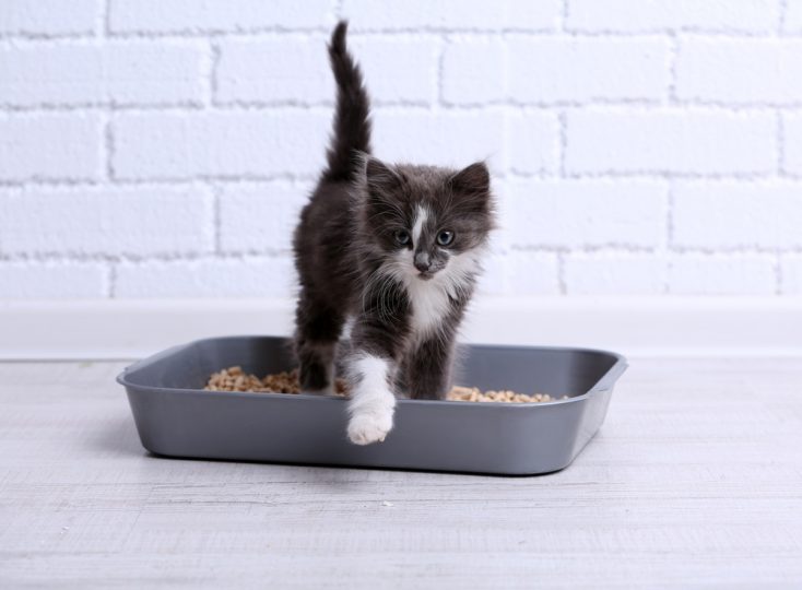 cat litter box no scoop