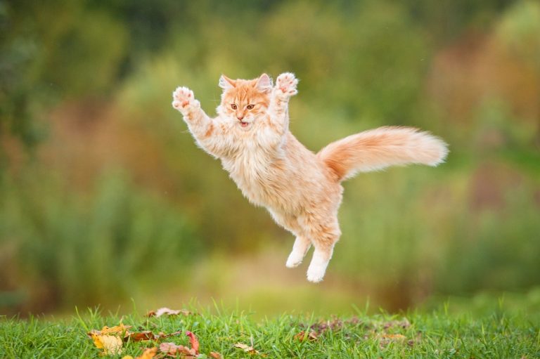 5 Simple Cat Workouts That Your Kitty Will Enjoy