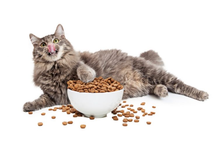 5 High Protein Low Carb Cat Foods (Best For Diabetic Cats)