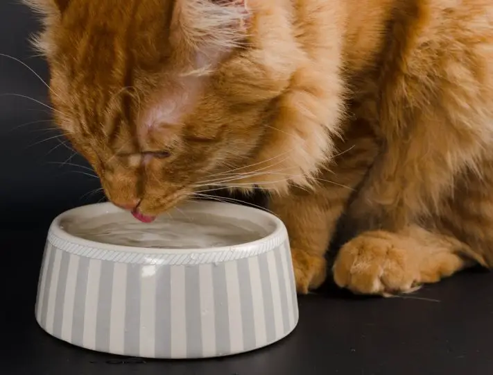 5 Best Foods for Older Cats With A Sensitive Stomach |2021|