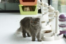 cat with feeders