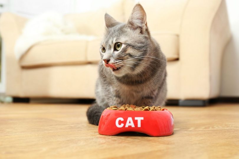 cat with red food bowl