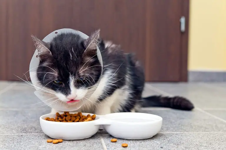 Nutro Cat Food Reviews And Recalls (In 2022)