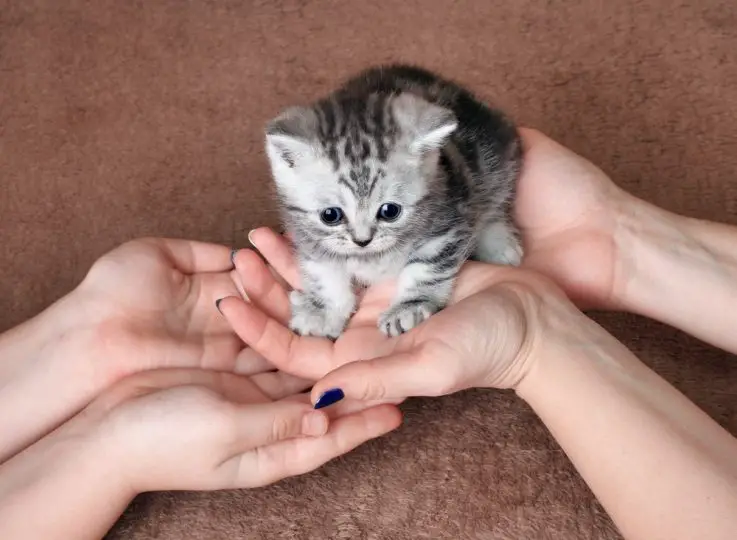 Cute Kitten