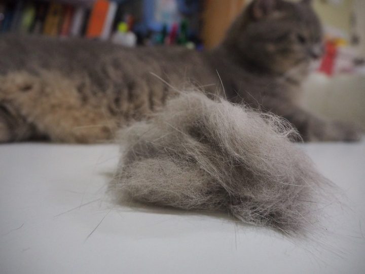 cat hairball