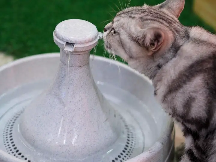 cat drinking from a water fountain