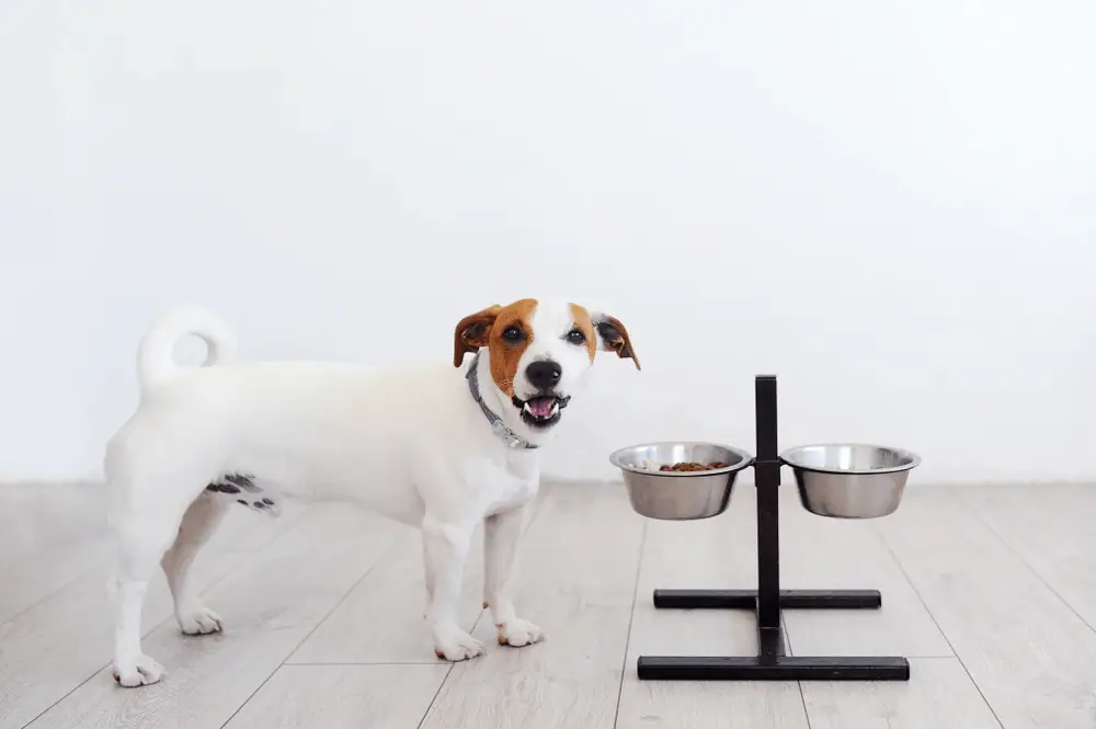 Dog not eating