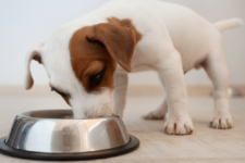 cute pup eating from bowl