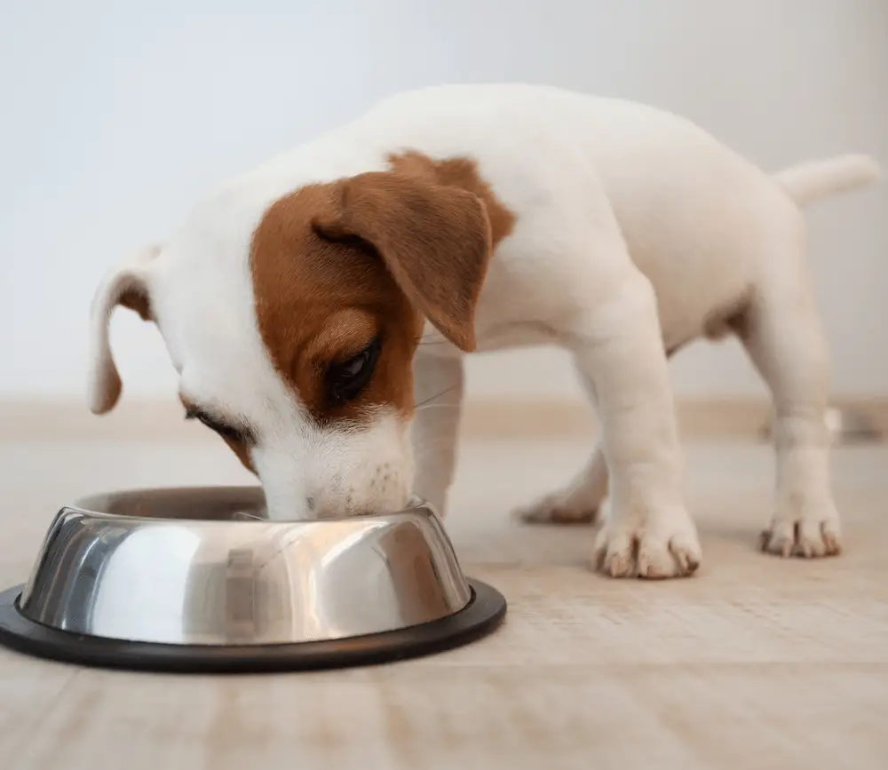 cute pup eating from bowl