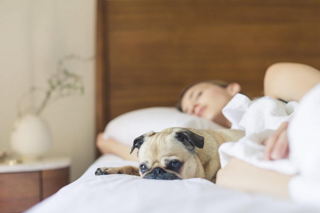 dog on bed with owner