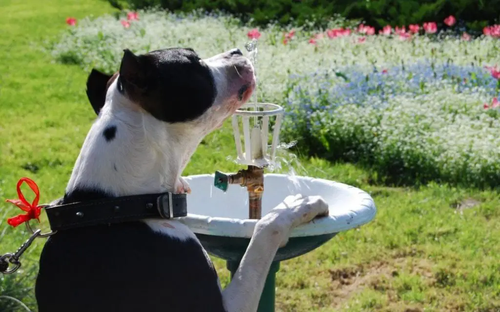 dog drinking water