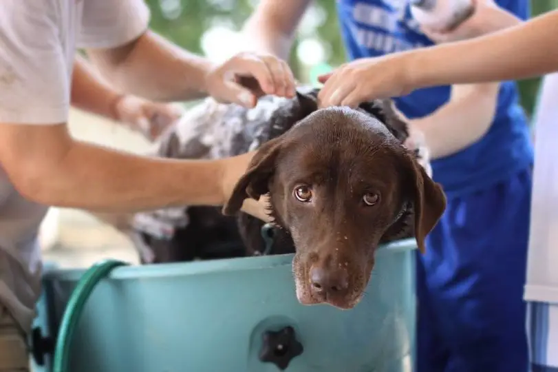 washing a brown dog