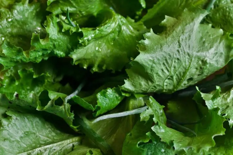 Can Dogs Eat Lettuce? (Does It Cause Digestive Problems?)