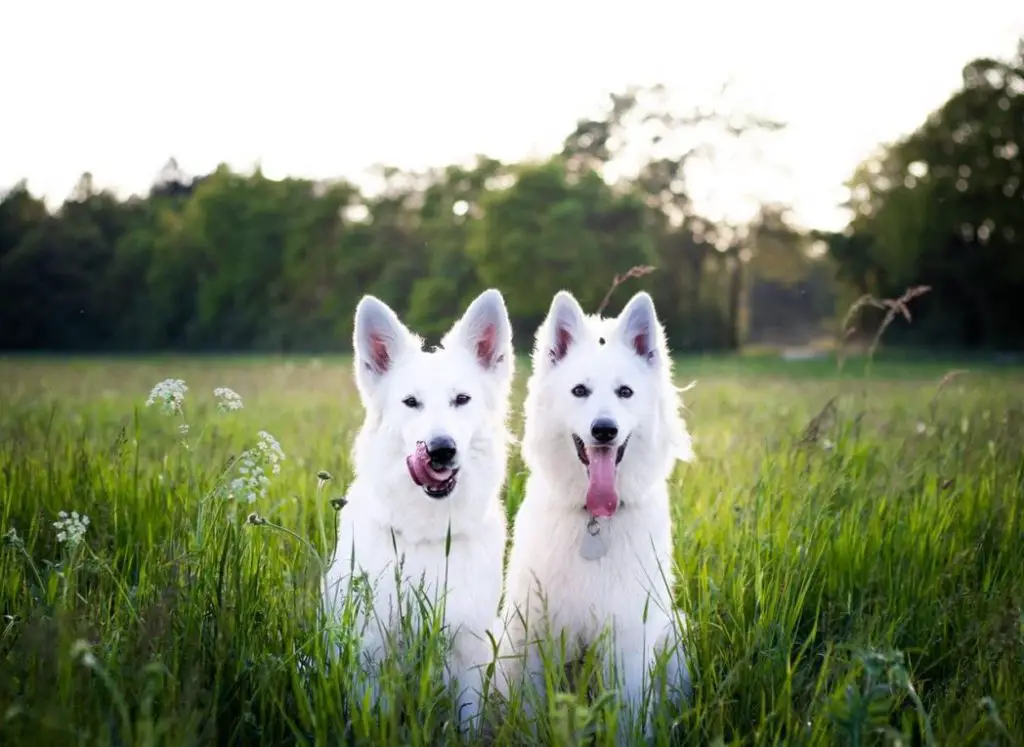 white dogs in grassy field